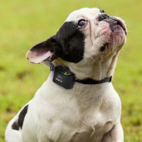 Black and White dog wearing Dogtra YS300 collar