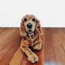 Cocker Spaniel wearing 40cm Gold Chain