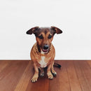 Dachshund Kelpie Cross wearing 40cm Gold Chain