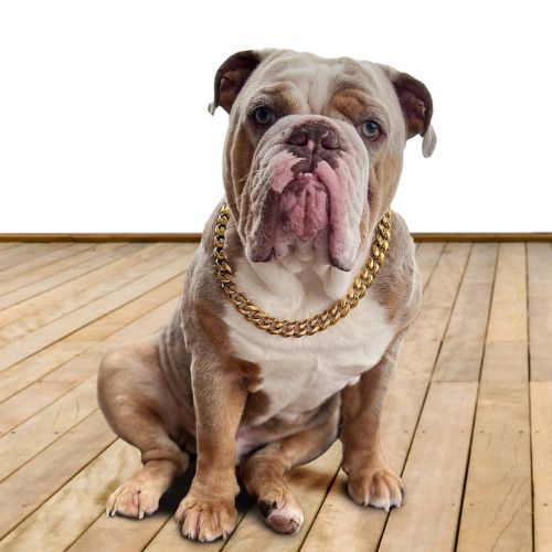 Bulldog wearing 65cm Gold Chain