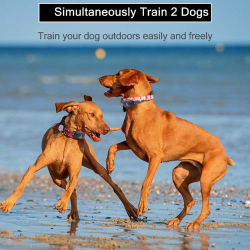 2 Dogs wearing HW777 Collars