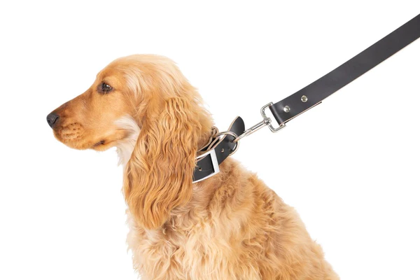 Mog and Bone Genuine Leather Collar and Leash in colour Black on a Golden puppy