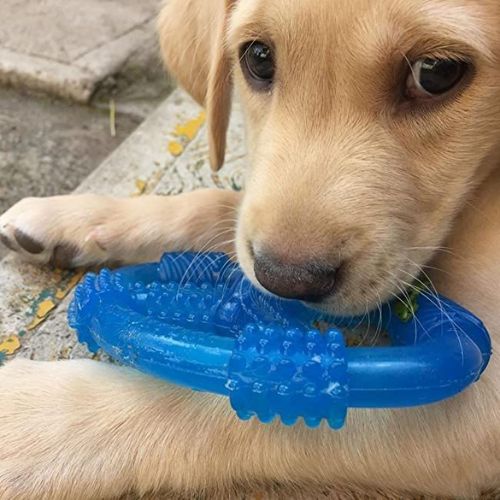 Golden puppy chewing Nylabone Puppy freezer chew ring