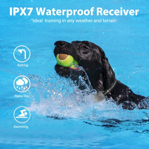 Black Dog Swimming wearing HW777 Collar