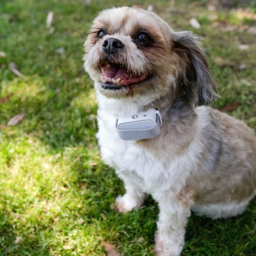 Small white dog wearing a bark collar sitting on the grass