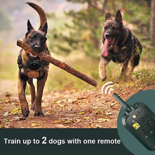 Graphic Showing 2 dogs training with one HW900 remote