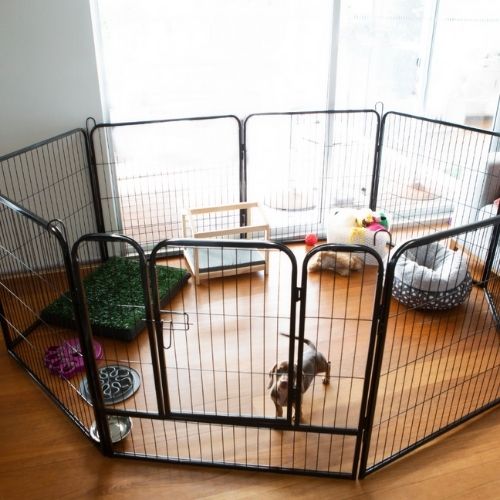 Dachshund puppy inside playpen configured in an octagon shape