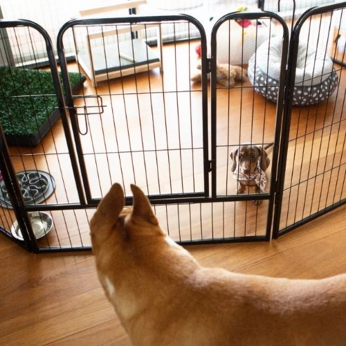 Dachshund puppy inside playpen showing the playpen door