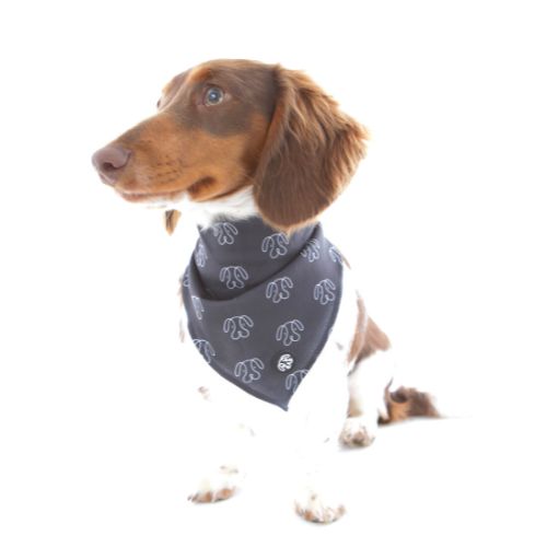 Brown and white Dachshund wearing Black Bandana