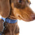 Chocolate Dachshund wearing Luxe Denim Collar - alternate view