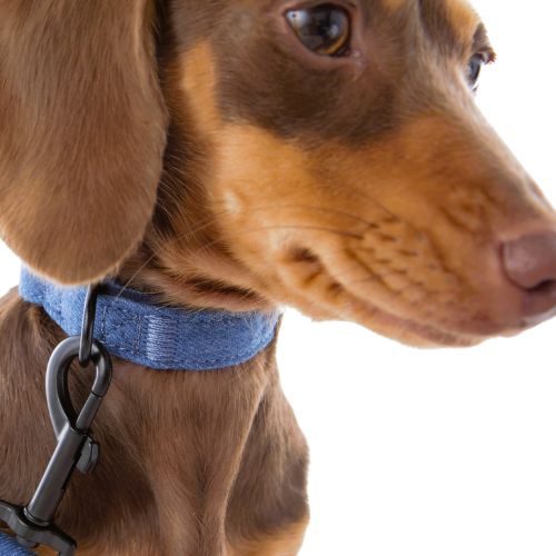 Chocolate Dachshund wearing Luxe Denim Collar