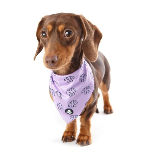 Chocolate Dachshund wearing Lilac Bandana