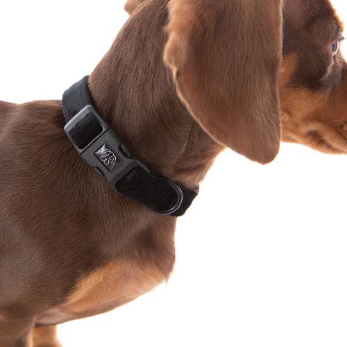 Chocolate Dachshund wearing PuppCo Black Velvet Deluxe Collar