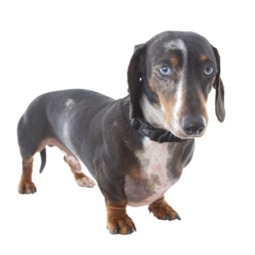 Piebald Dachshund wearing PuppCo Black Velvet Deluxe Collar