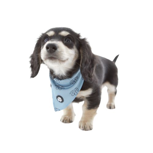 Dachshund Puppy wearing Teal Bandana
