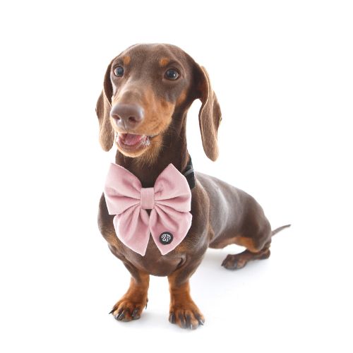 Chocolate Dachshund Wearing Dusty Pink Velvet Deluxe Dog Bow