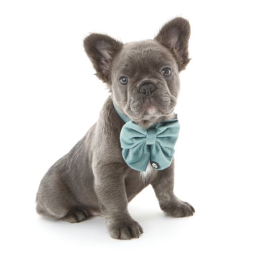 Grey French Bulldog Wearing Teal Velvet Deluxe Dog Bow