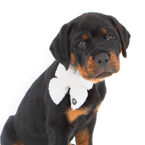 Rottweiler Puppy wearing PuppCo White Fluff Dog Bow