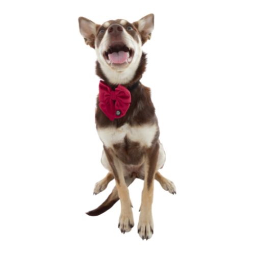 Kelpie wearing PuppCo Red Velvet Deluxe Dog Bow