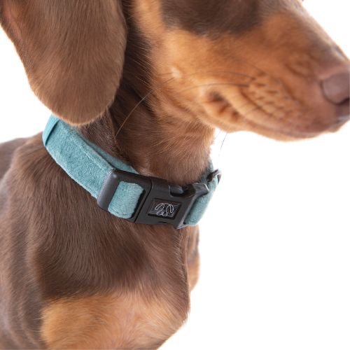 Chocolate Dachshund wearing PuppCo Teal Velvet Deluxe Collar