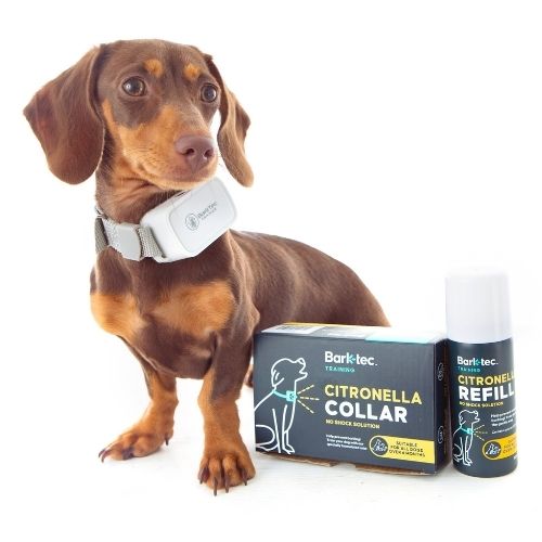 Dachshund wearing Barktec Citronella Collar, sitting next to Barktec packaging