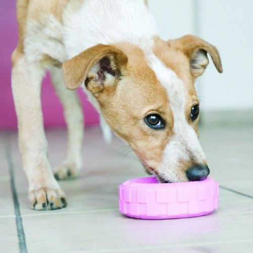 Puppy licking the pink KONG Puppy Tire