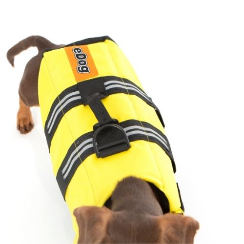 Dog life jacket on small brown dog