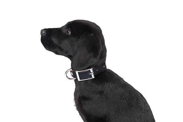 Mog and Bone Genuine Leather Collar in colour Black on a Black Puppy